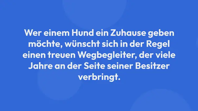 Video thumbnail for Was ist der Unterschied zwischen einem Labrador und einem Golden Retriever?