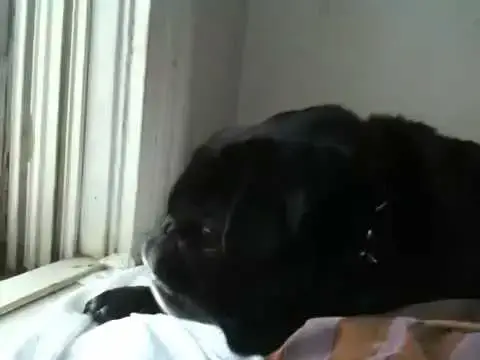 Video thumbnail for Pug barking at cat
