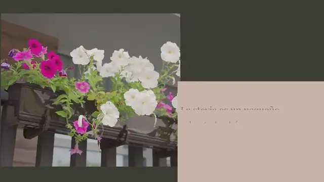 Video thumbnail for Stevia: la planta que produce un edulcorante natural