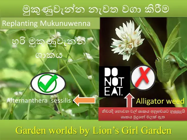 'Video thumbnail for 15 : Replanting Mukunuwenna | මුකුණුවැන්න නැවත වගා කිරීම| Alternanthera sessilis |'