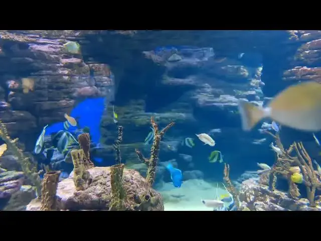 Video thumbnail for Exotic Fish