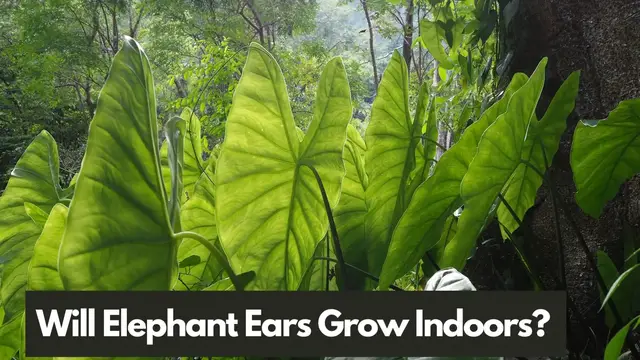 Video thumbnail for Will Elephant Ears Grow Indoors