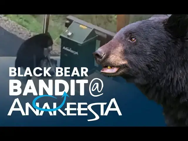 'Video thumbnail for Black Bear caught on camera stealing trash from Anakeesta in Gatlinburg'