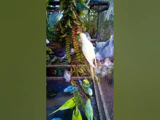 'Video thumbnail for Toller Rufton für Wellensittiche, der ihn glücklich macht!!! #Vögel #Liebe #Papagei #lustig #vogel'