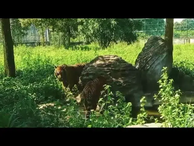 Video thumbnail for #The only place in Sri Lanka where a free zone has been set aside for Bengal tigers..# ##