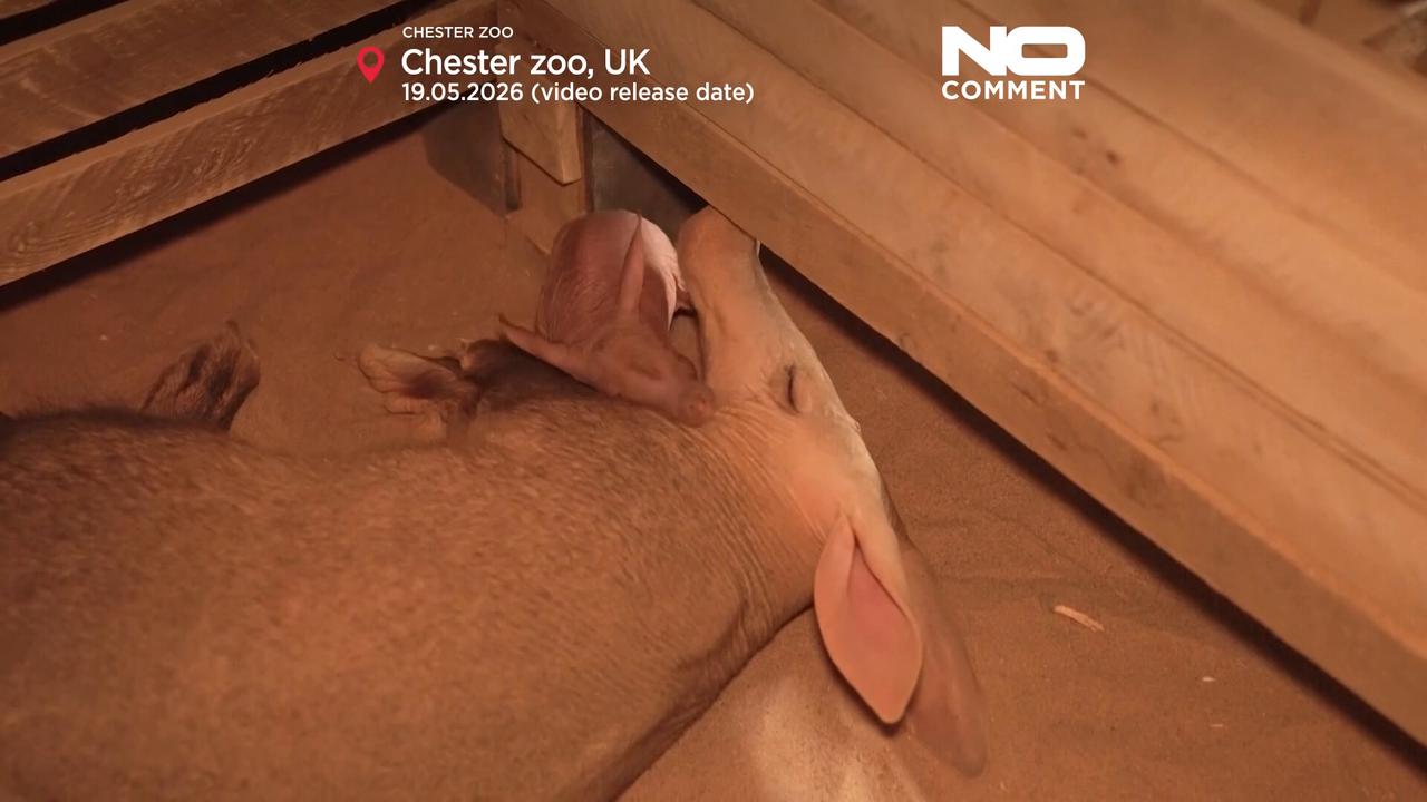 Video thumbnail for Rare aardvark born at UK’s Chester Zoo