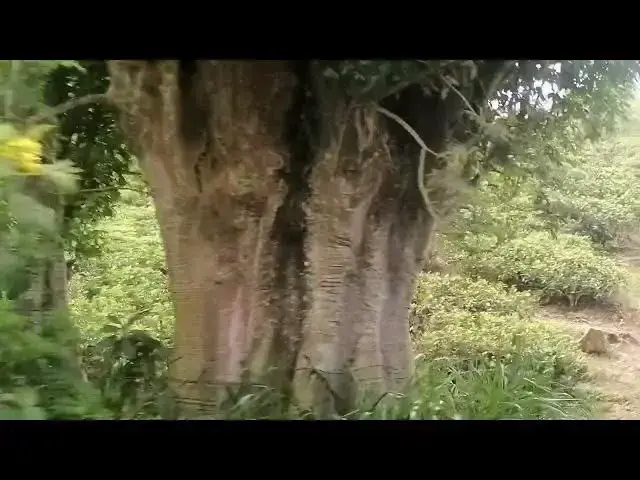 Video thumbnail for 1000 years old banyan tree and its greatest history