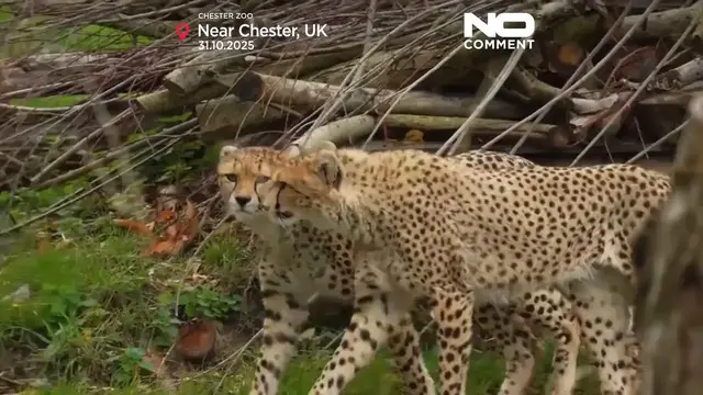 'Video thumbnail for Rare African cheetah brothers arrive at UK’s Chester Zoo'