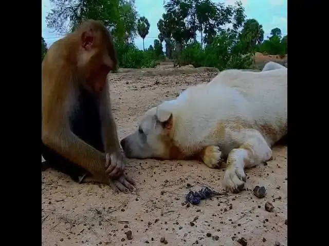 Video thumbnail for Scorpion stings are painful but rarely life-threatening.