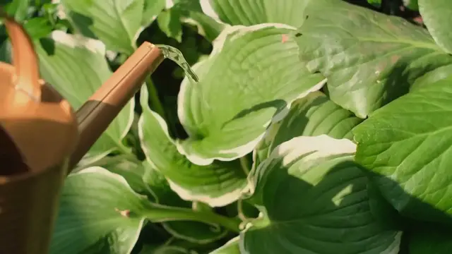 Video thumbnail for Growing Hostas from Seeds