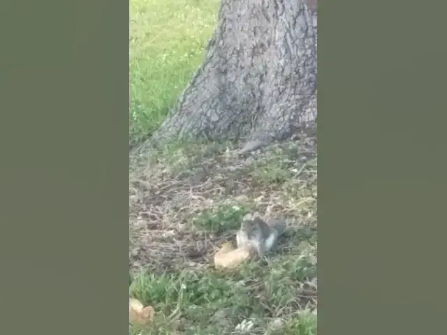'Video thumbnail for Squirrel Eating Some Pizza Bread'