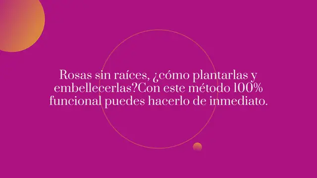 Video thumbnail for Rosas, cómo plantarlas sin raíces: el método 100% funcional revelado