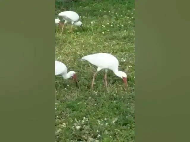 'Video thumbnail for Birds Gather In The Field #animals #birds'
