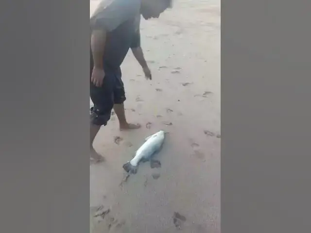 'Video thumbnail for hawksbay hamaliya|| fishing with Qadir baloch||#shorts#fishing #hawksbay #karachibeach_'