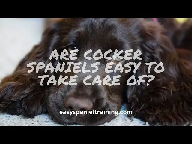 'Video thumbnail for Are Cocker spaniels easy to take care of? You'll be surprised at the answer'