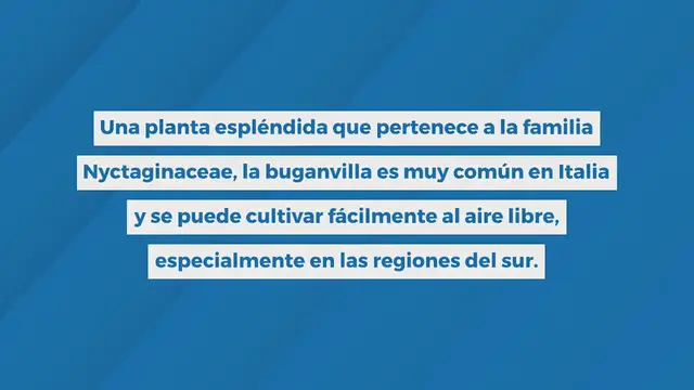 Video thumbnail for Buganvilla: reprodúcela hasta el infinito con el truco de la banana como los viveristasBuganvilla: reprodúcela hasta el infinito con el truco de la banana como los viveristas
