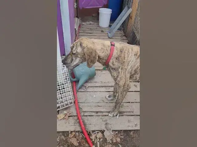 Video thumbnail for Brindle Great Dane Puppy #Shorts
