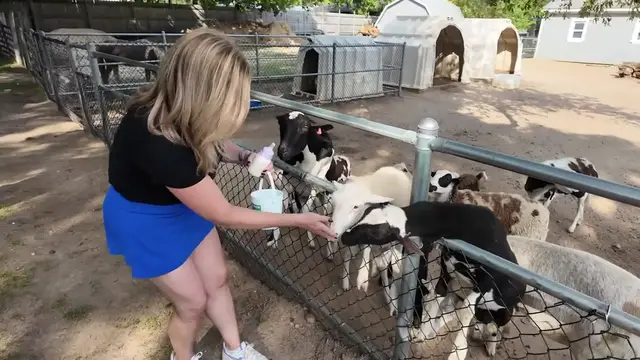 Video thumbnail for Meet adorable creatures at the Animal Farm Petting Zoo in Manorville