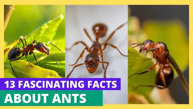 Video thumbnail for 13 Fascinating Facts about Ants