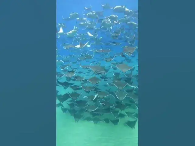 'Video thumbnail for A Pack of Manta rays swimming together.'