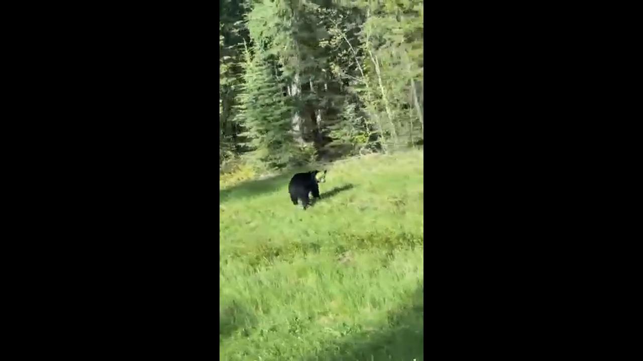 Video thumbnail for Black Bear Walking Roadside with Bright Yellow Face