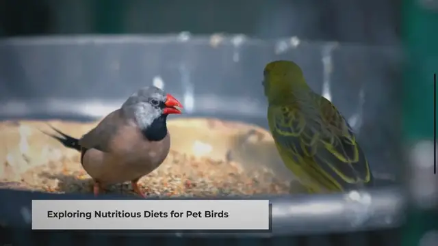 Video thumbnail for The Best Food for Pet Birds: A Comprehensive Guide