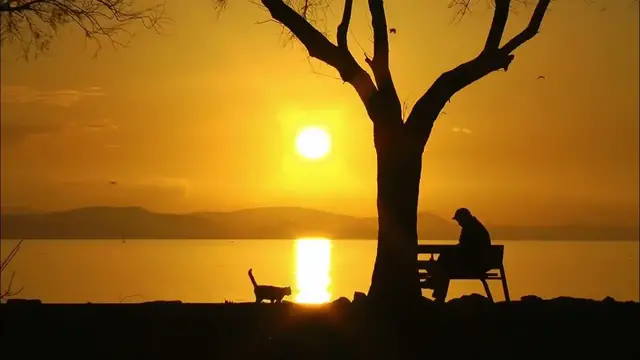 Video thumbnail for Lonely Man with a Cat LOOP