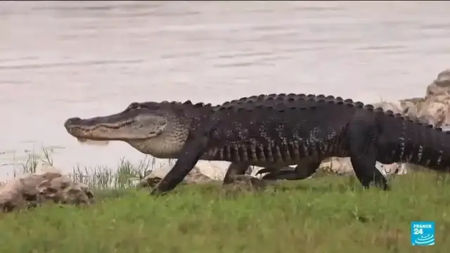 Video thumbnail for Severe drought strains wildlife and tourism in Florida's Everglades
