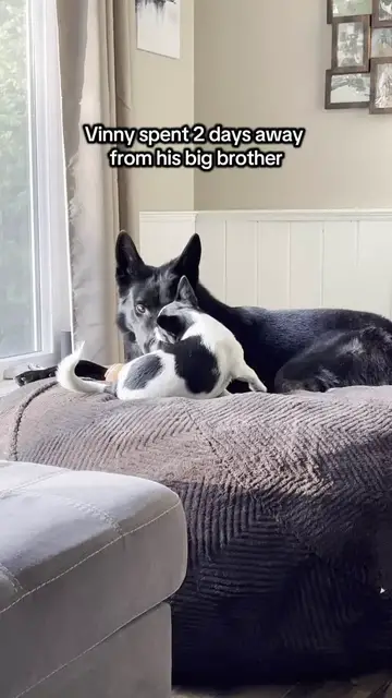 Video thumbnail for Shepherd and Chihuahua Brothers Reunite after Two Days Apart