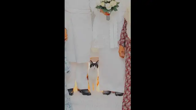 Video thumbnail for Cat Joins Couple During Wedding Photoshoot in Kuala Lumpur