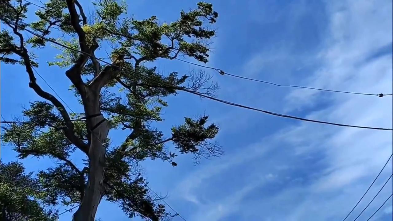 Video thumbnail for Japan: Strong Winds Snap Shrine Tree Branch in Yokohama, Sending Debris Into River.