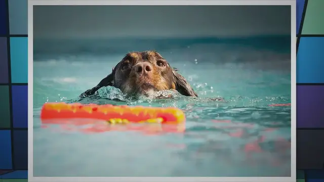 Video thumbnail for How to prevent heatstroke in spaniels (plus 5 other summer hazards)