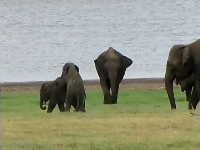 Video thumbnail for Baby elephant  at Minneriya National Park, Habarana