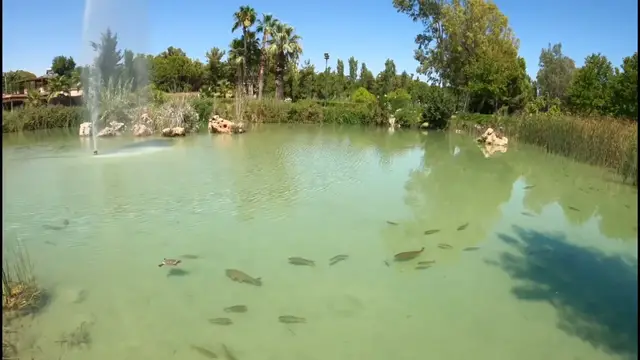 Video thumbnail for Pond Lake Fish