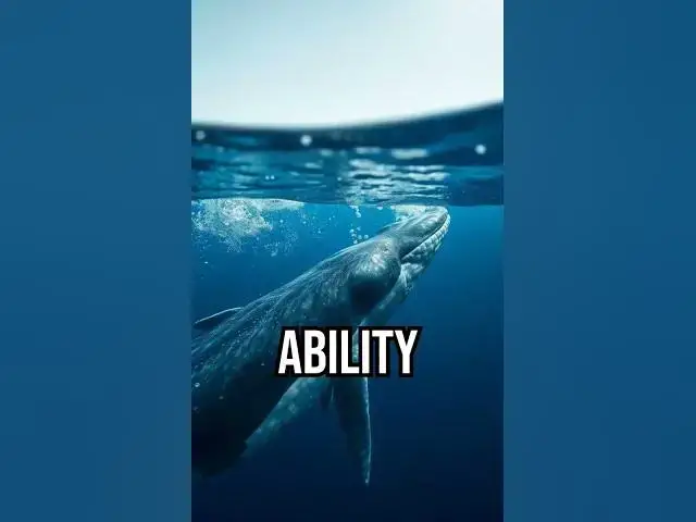 Video thumbnail for Discover how whales chat across oceans! #WhaleWhisper #OceanMysteries