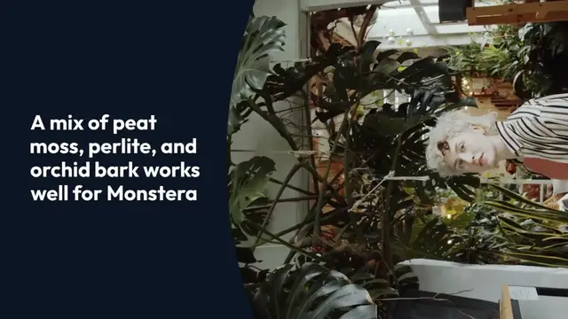 Video thumbnail for Monstera Root Rot Prevention