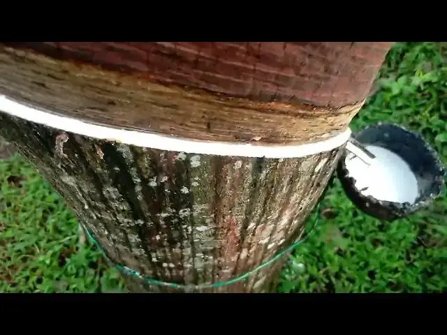 Video thumbnail for Rubber Tree