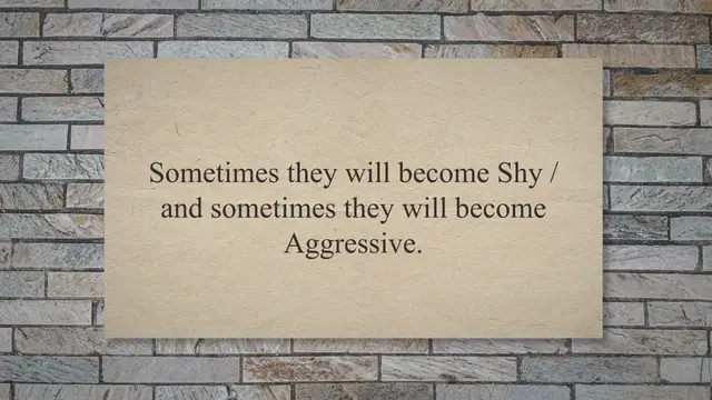 Video thumbnail for 11 Symptoms of a Pregnant Rabbit {VIDEO}