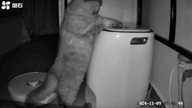 Video thumbnail for Cat Presses Button to Send Robot Vacuum Home
