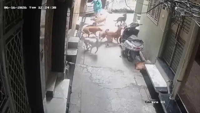 Video thumbnail for India: Pack of stray dogs mauls 5-year-old child, residents demand urgent municipal intervention.