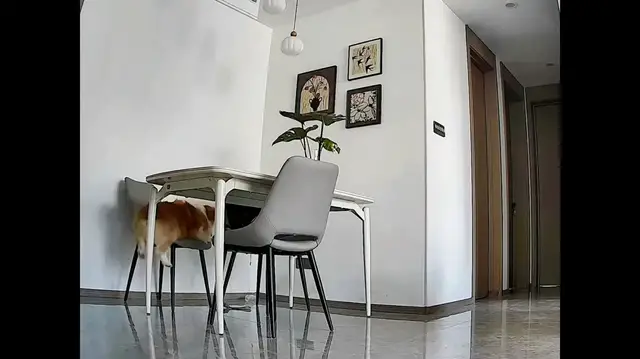 Video thumbnail for Sleepy Corgi's Cute Tumble Off the Table