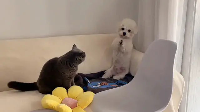 Video thumbnail for Dog Raises Paws as Cat Playfully Jumps