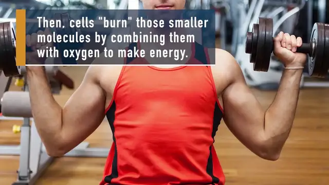 'Video thumbnail for Losing Weight - How The Human Body 'Burns' Fat'