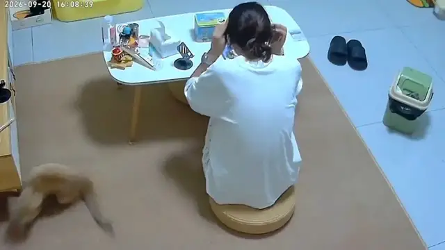 Video thumbnail for Cat Playfully Circles Owner’s Cushion on the Floor