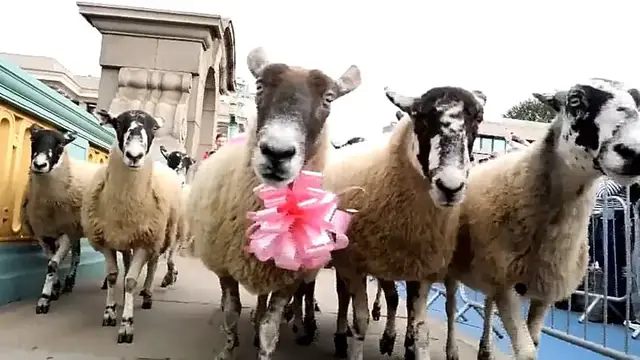 Video thumbnail for London’s Southwark Bridge turns into woolly parade at annual Sheep Drive charity event
