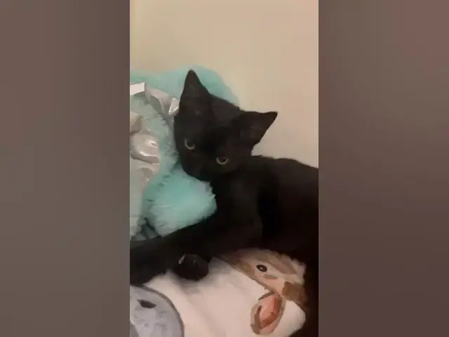 Video thumbnail for My Princess and her first rescue kitty ! Ballet and Cats #rescue #cats #family #dance #spain