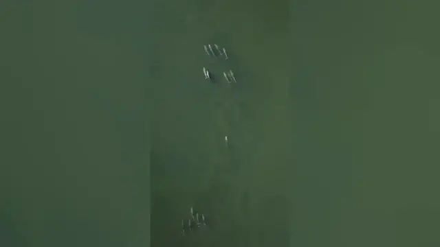 Video thumbnail for Australia: Heartbreaking scenes as mother dolphin refuses to let her dead calf sink in ocean.