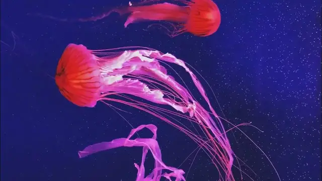 Video thumbnail for Jelly Fish swimming