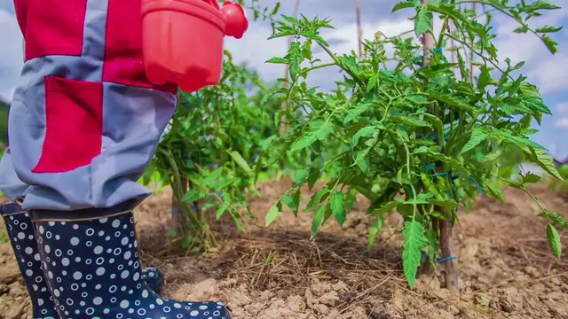 Video thumbnail for Best Soil For ZZ Plants