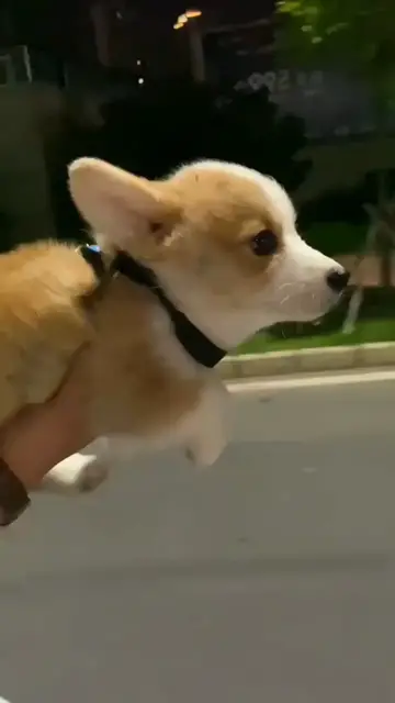 Video thumbnail for Corgi Thinks He Can Fly